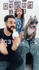 This Dog Brody is Always Funny  #shorts - Harpreet SDC