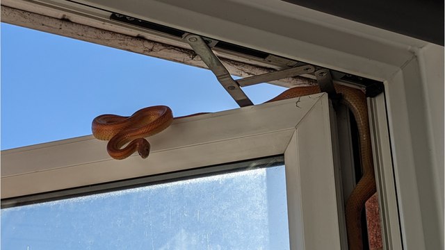 Angleterre : un serpent tente de rentrer chez elle par la fenêtre de sa chambre !