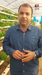 بدأت بزراعة الخس والريحان الإيطالى ..جولة داخل أول مزرعة مائية بدون تربة فى بنى سويف