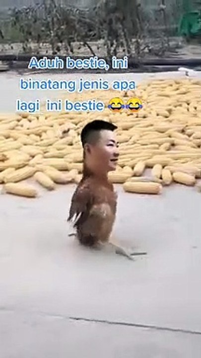 Ayam  berkepala manusisa