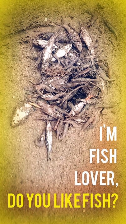 Small fish | fish video | fish fishh |fish cutting | hotel montell fish | flying fish | Village People Life