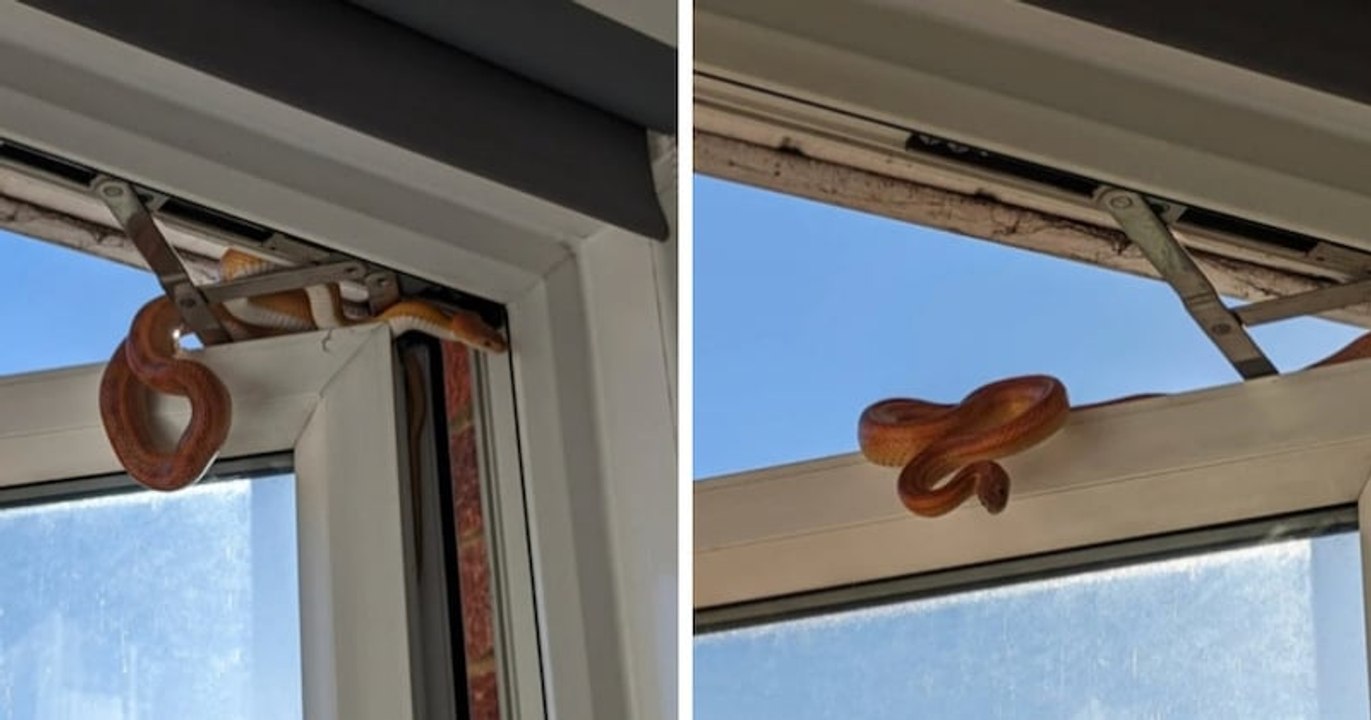 Angleterre : une femme se réveille de sa sieste et aperçoit un serpent qui tente de rentrer par la fenêtre de sa chambre