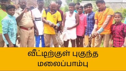 இலுப்பூர்: வீட்டிற்குள் புகுந்து கோழியை விழுங்கிய மலைப்பாம்பு