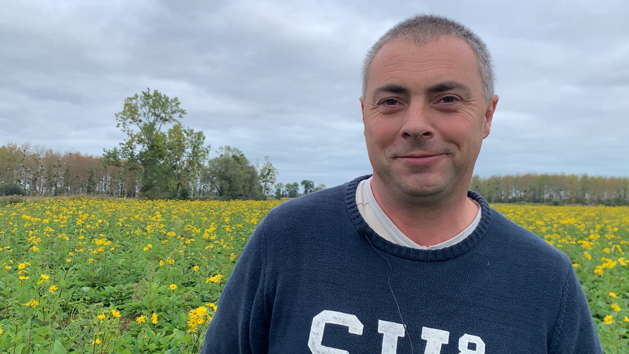 La silphie, une fourragère pérenne aux valeurs protéiques alléchantes