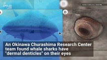 Teeth on Their Eyeballs? This Might Be The Craziest Shark You’ll Ever See