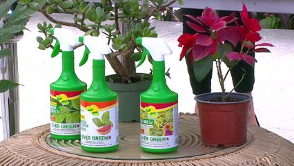 bd-publireportaje-evergreen-241022