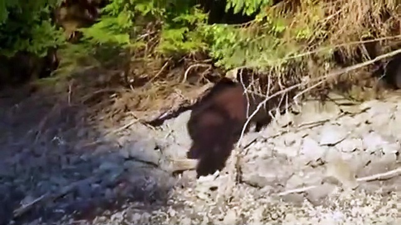 Apex Predator - Se1 - Ep09 HD Watch HD Deutsch