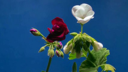 beautiful flower bloom time