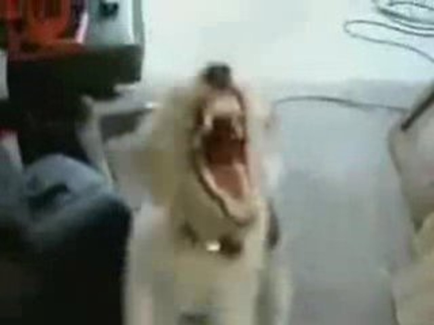 ⁣Heavy Metal Dog