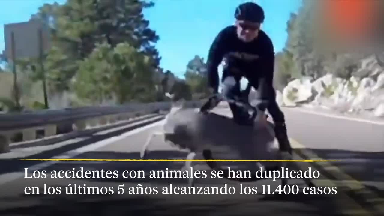 El número de accidentes contra animales ha aumentado hasta los 11.400 casos en los últimos cinco años