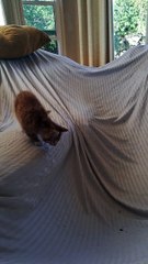 Kitten Pounces Around Blanket Fort