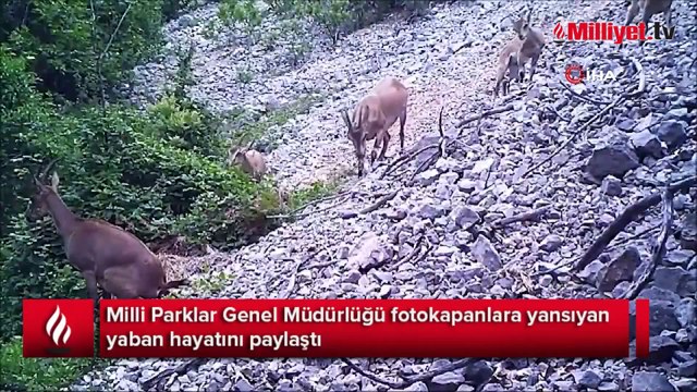 Milli Parklar fotokapanlara yansıyan yaban hayatı paylaştı