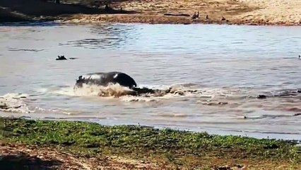 Crocodile Hunting _ Elephant Save Baby Elephant from Crocodile _ Crocodile