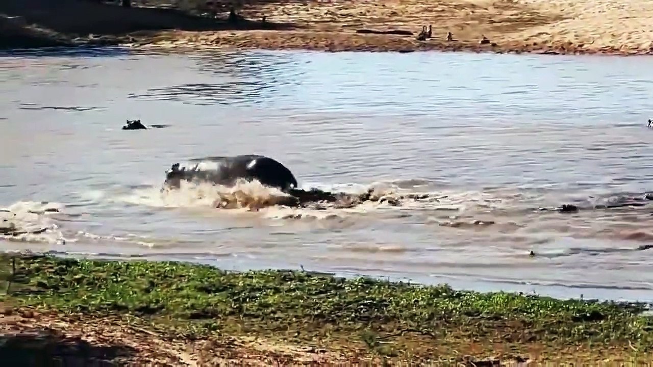 Crocodile Hunting _ Elephant Save Baby Elephant from Crocodile _ Crocodile