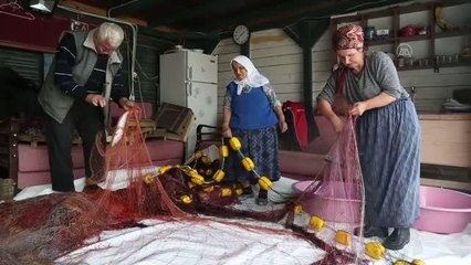 KASTAMONU - Balıkçıların ağlarına bol palamut takılıyor