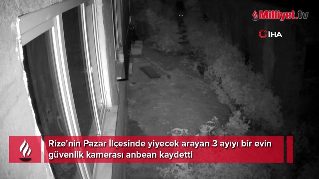 Boş evin etrafında yiyecek arayan 3 ayı böyle görüntülendi