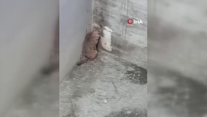 İnşaat alanında mahsur kalan çakal kurtarıldı