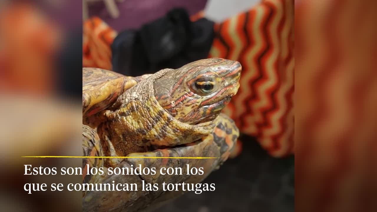 Un grupo de investigadores desvela que las tortugas y otras 52 especies también se comunican