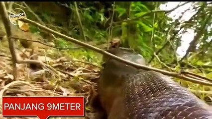 10 Monster Hewan yang Paling Mengerikan di Sungai Amazon Part 2