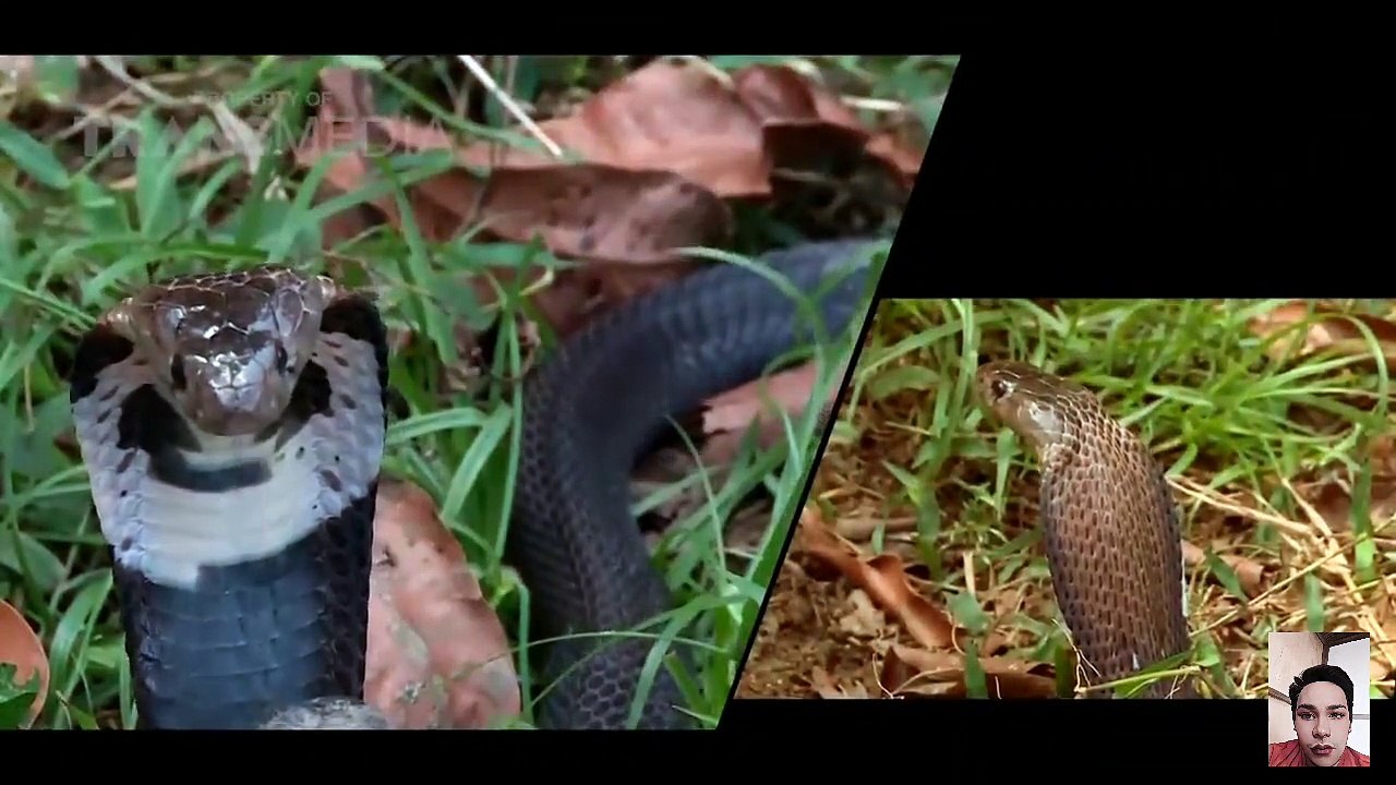 KING COBRA VS KOMODO DRAGON - Who Will Win? - Video Dailymotion