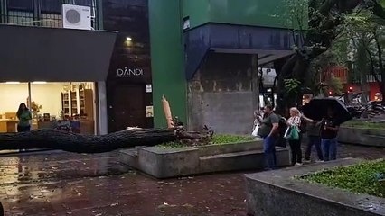 Árvore cai na Savassi após chuva de granizo