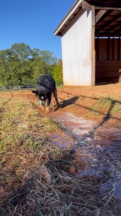 Cattle Dog Herds Water