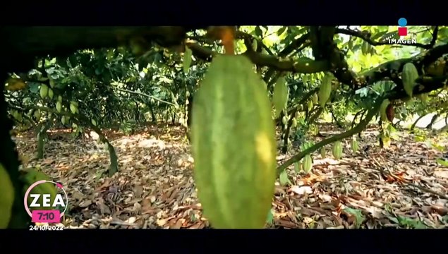 Sembrando vida tiene la mayor meta en el mundo de reforestación: Bienestar