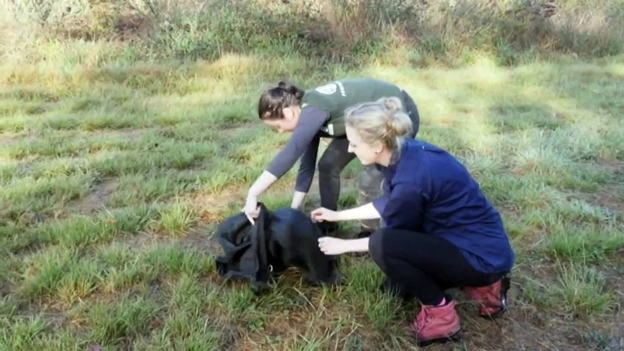 Troublesome wallabies are being relocated from Cairns suburbs to far north Queensland