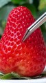 How To Make A Fresh Strawberry Cake_ _ Chef Cat Cooking  #tiktok #Shorts