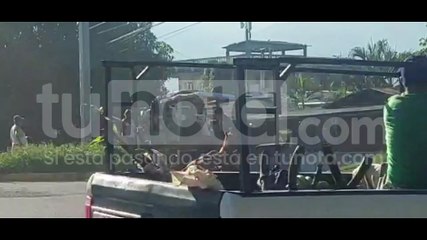 Captan a hombre presuntamente maltratando a un caballo que no podía caminar en San Pedro Sula