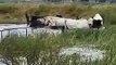 Cows rescued from flooded paddock in Kerang | October 25, 2022 | Bendigo Advertiser