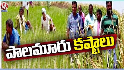 Ground Report On Palamuru District _ V6 News