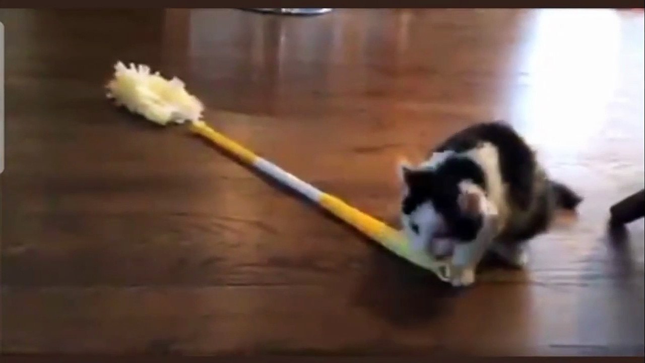 cute cat 05