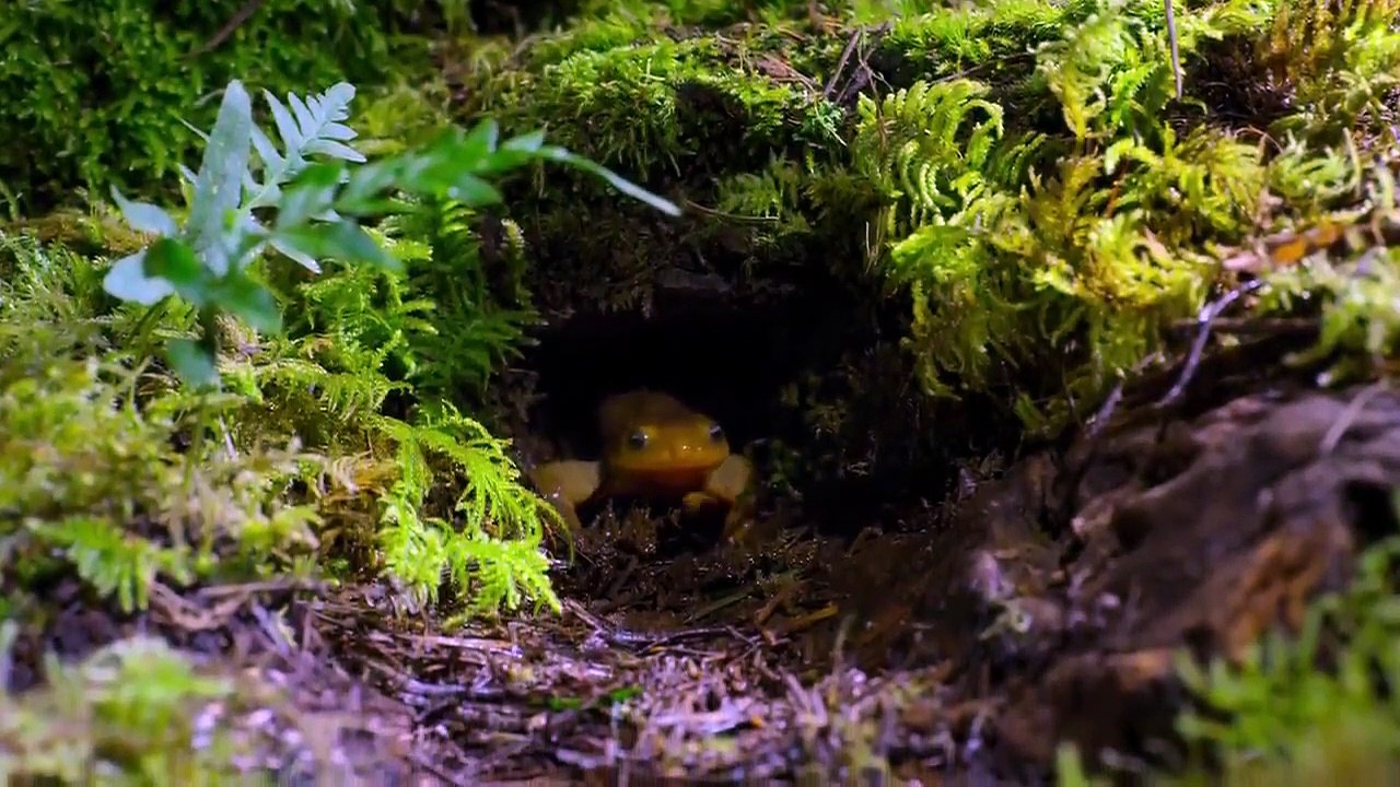 Our Planet - Se1 - Ep08 - Forests HD Watch HD Deutsch