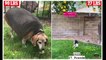 Couple who rescued morbidly obese 90LB beagle from a kill shelter proudly reveals his incredible three-year transformation after strict health regimen helped the dog shed 63LBS