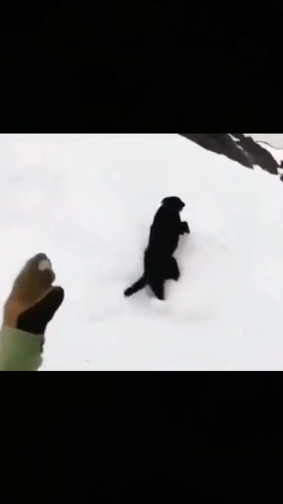 FUNNY ANIMALS 8