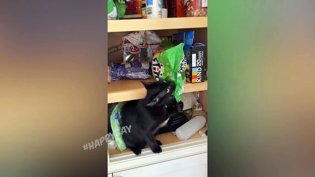 Funny Cats And Other Animals | 5 Minutes Of Laughter