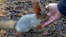 Human Feeding The Little Squirrel