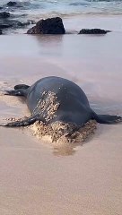 Hewan Laut, singa laut