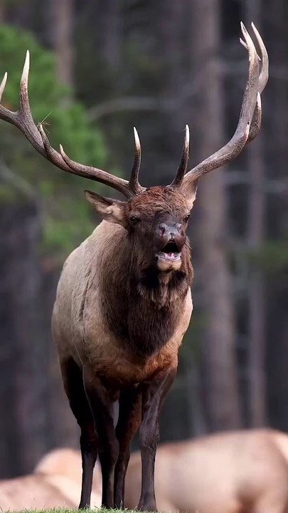 Rusa hutan
