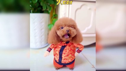 Baby Dogs - Cute and Funny Dog Videos Compilation #16 | funnycog