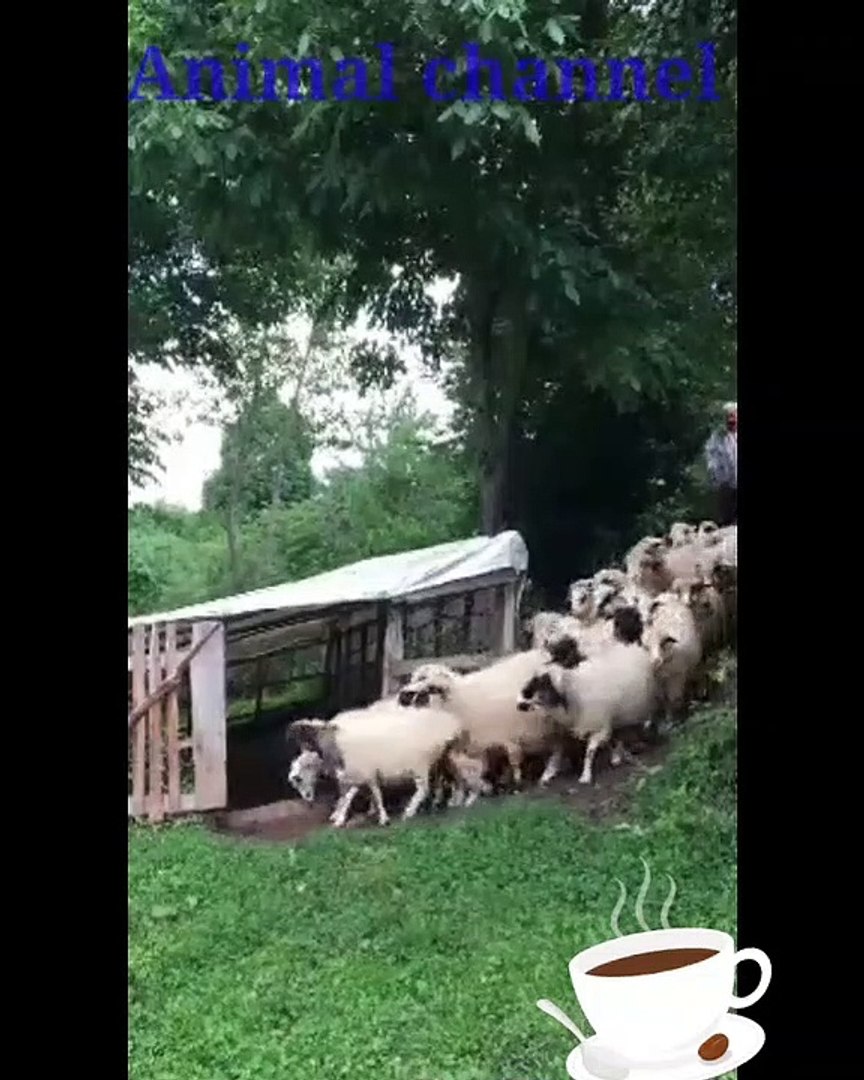 Funny animal #viral#animal#funny
