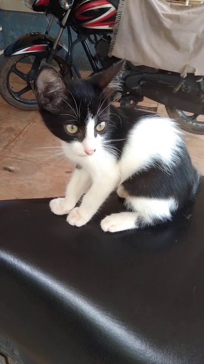Cat Cute Cat Status