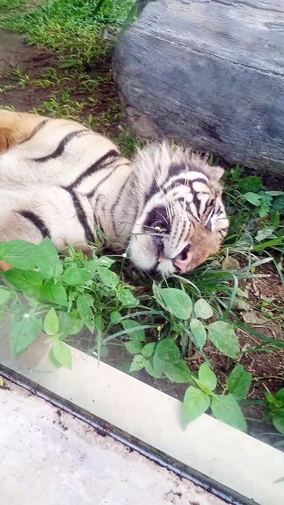 HARIMAU KETIDURAN!