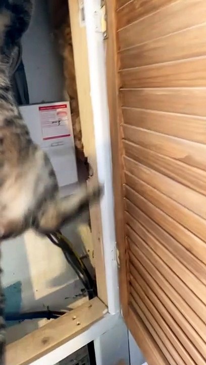 Climbing Kitty Gets Thwarted