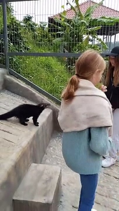 Civette asiatique - Asian palm civet - Kopi luwak - Cầy vòi hương