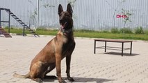 ARAMA KURTARMA KÖPEĞİ 'ZEYNA' SINAVI BAŞARIYLA GEÇTİ