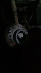 Hewan yang aneh dan langka