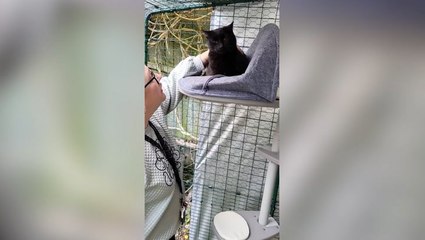 Moment woman reunites with beloved pet cat six years after it went missing