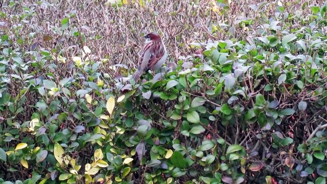 The oldest GARDEN BIRDS! How long can garden birds live for_